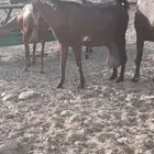 ماعز شاه دبساء وشحاء دافع واصله