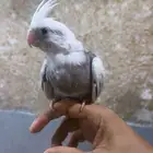 طير