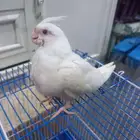 طير