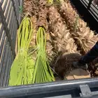 نخل واشطن