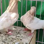رامات باكستاني ا صفر