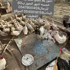 بط بكيني اجوز