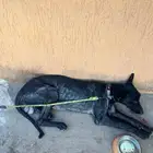 كلب جيرمن بلاك للتبني
