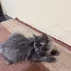 قطط للتبني ذكر وانثى