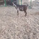 معزا شاه خلفه محايليه وشحاء دبساء