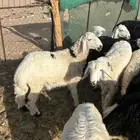 الطليان ورخال حريه للبيع