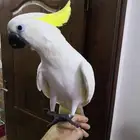 فرخ ببغاء كوكاتو ترايتون