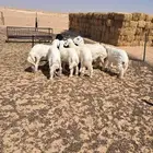 خرفان حريات