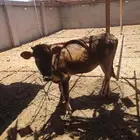 للبيع بقر بلدي