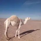 للبيع بكره حواره