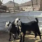 جفار خوات جذعات