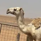 بكره وضحى لقية