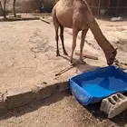 قعود لباني