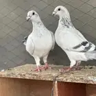 طبه زاجل فواتح