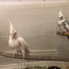 جوز كروان مميز بطل