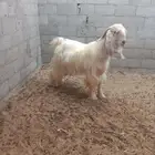 تيس عارضي ثني أبيض مشروط