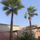 نخل واشنطن للبيع طوله 6 متر مكرب ونظيف عدد 2