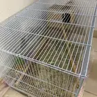 ببغاء طير روز جوز