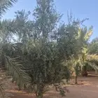 اشجار زيتون مثمر