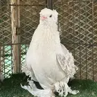 حمام كيرلي مسكي