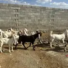 تيوس وجفرات