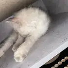 قط للبيع صغير