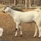 مشاريع بيشيه ومشروكه طيبه