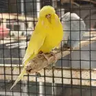 بادجي انجليزي ازواج وذكور (تم البيع)