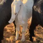 صخلات طيبات مقنوي