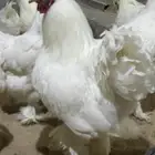 دجاج ابراهما منتج