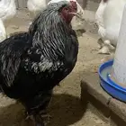 ديوك ودجاج ابراهما صنف وحجم بلكتين الطول