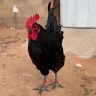 ديك استرالوب العمر 8 شهور خارجي