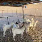 تيوس ذبايح للبيع مكه طريق خواجات