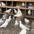 حمام فرنسي للبيع