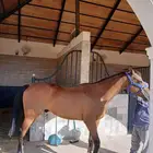 حصان عربي مشروك