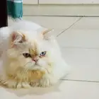 PEKE FACE FOR SALE