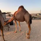 نياق ساحليه