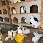 حمام رقاصي هندي ابيض
