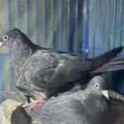 صنعاوي اسود صك اصل