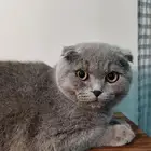 قطط سكوتش