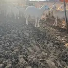 خروف حري جذع