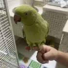 ذرة هندي