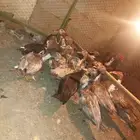 بط بلدي العدد 14