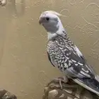 ببغاء كروان كوكتيل الصحه ممتازه