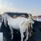 تيوس للبيع