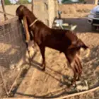 تيس حجازي هولندي