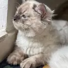 للتبني قط شيرازي ذكر