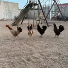 دجاج بلدي للبيع
