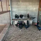 ديوك للبيع بالحناكيه