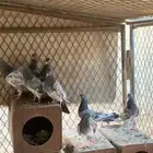 حمام بكستاني